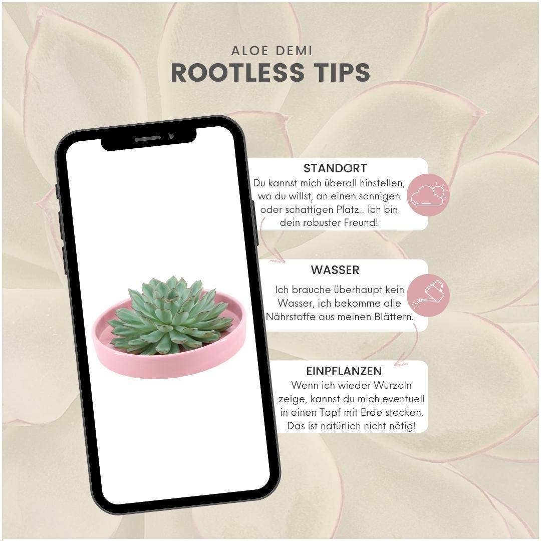 Echeveria Pulidonis Sans Racines en Coupelle Rose- La Green Touch - Image 5