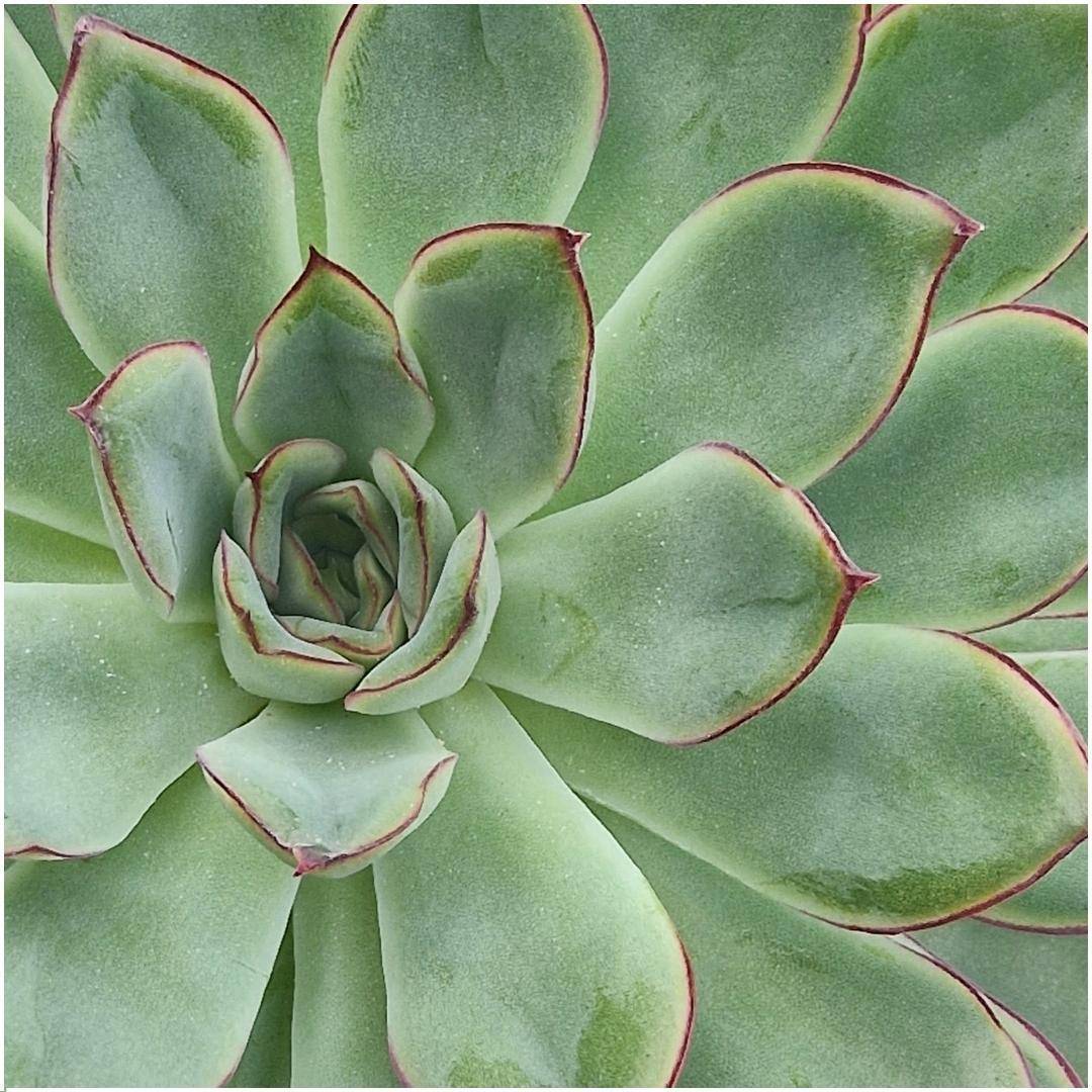 Echeveria Pulidonis Sans Racines en Coupelle Rose- La Green Touch - Image 3