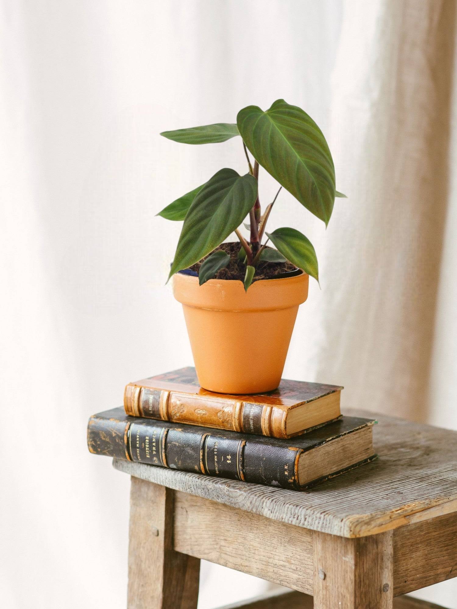 Philodendron Nangaritens 25cm - Plante d'intérieur- La Green Touch - Image 2