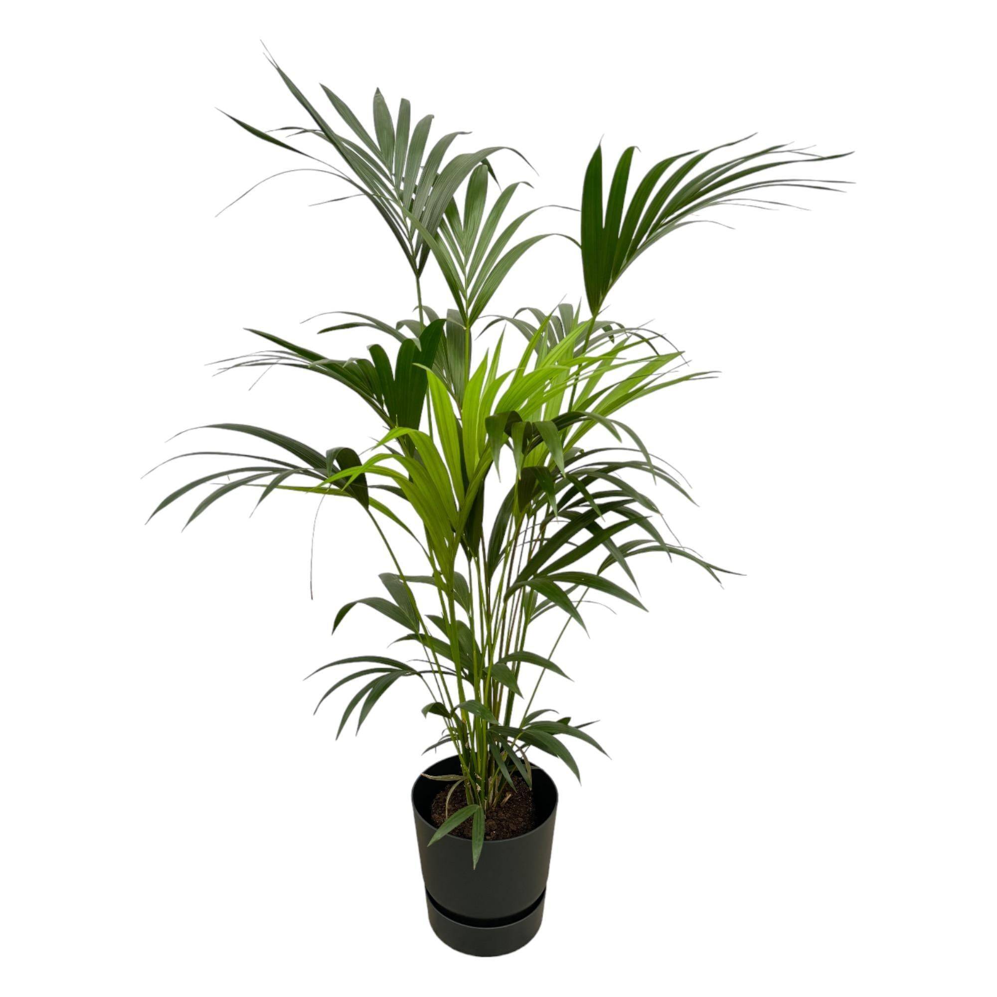 La Green Touch - Palmier Kentia 160cm et son pot- La Green Touch Noir + Reservoir - Hauteur 160cm