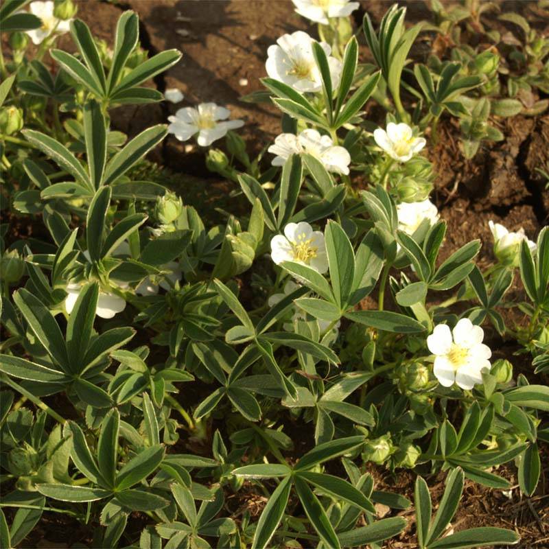 Promesse de Fleurs - Potentilla alba - Potentille blanche Godet de 8/9 cm