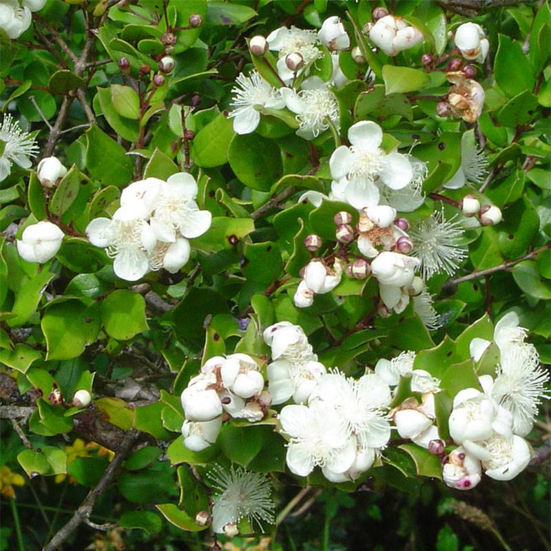 Myrtus luma - Myrte du Chili Pot de 3L/4L - Image 1