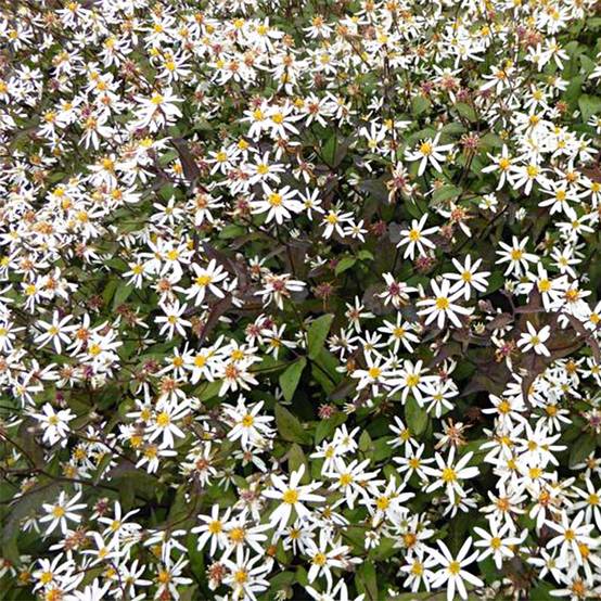 Promesse de Fleurs - Aster divaricatus Beth Chatto Godet de 8/9 cm