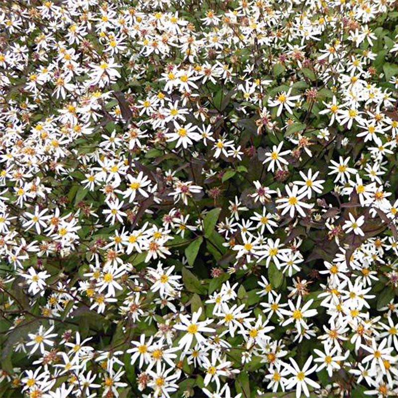 Promesse de Fleurs - Aster divaricatus Beth Chatto Godet de 8/9 cm