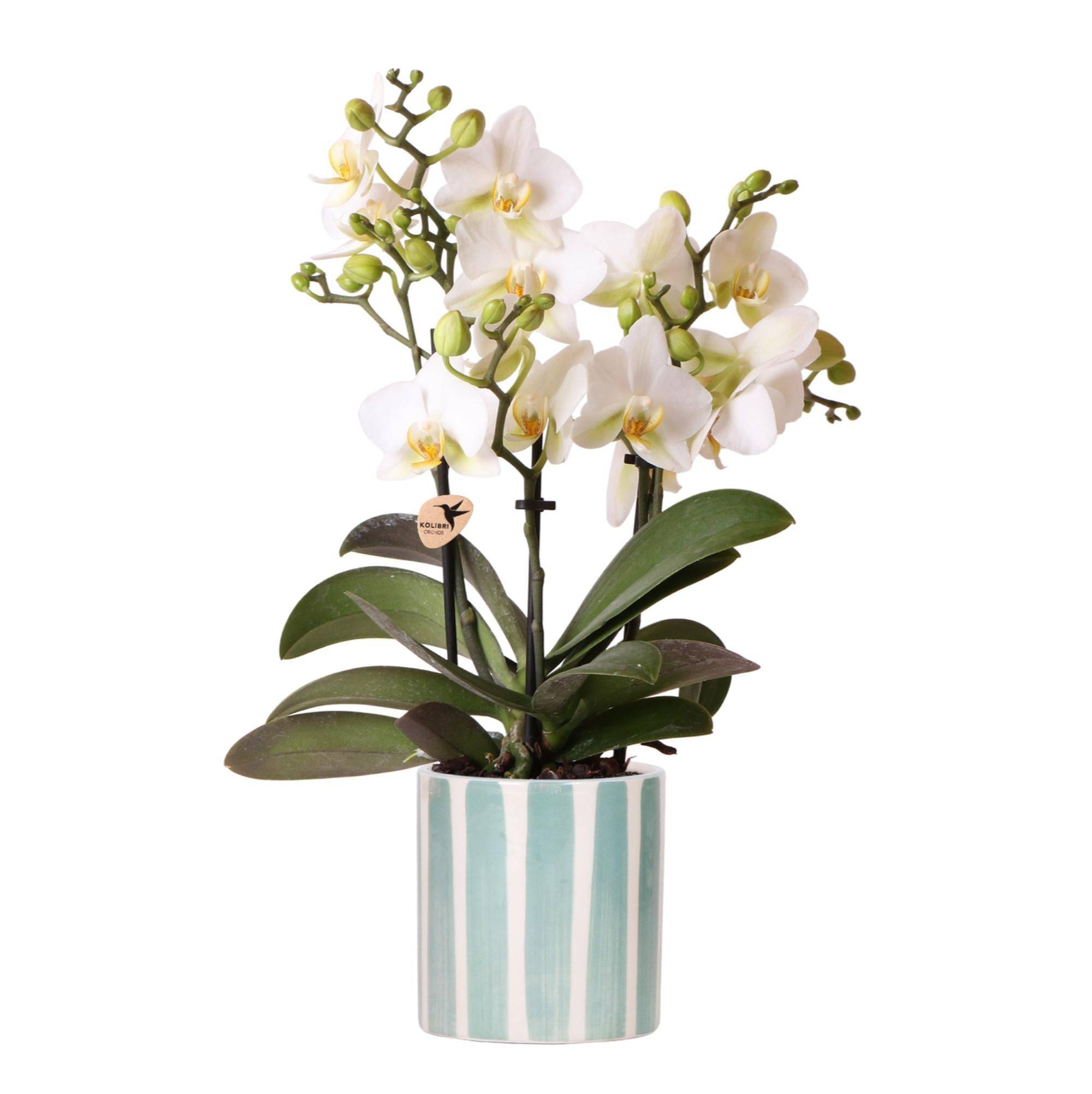 La Green Touch - Orchidée blanche et son pot- La Green Touch Bleu turquoise - Hauteur 35cm - Image 1