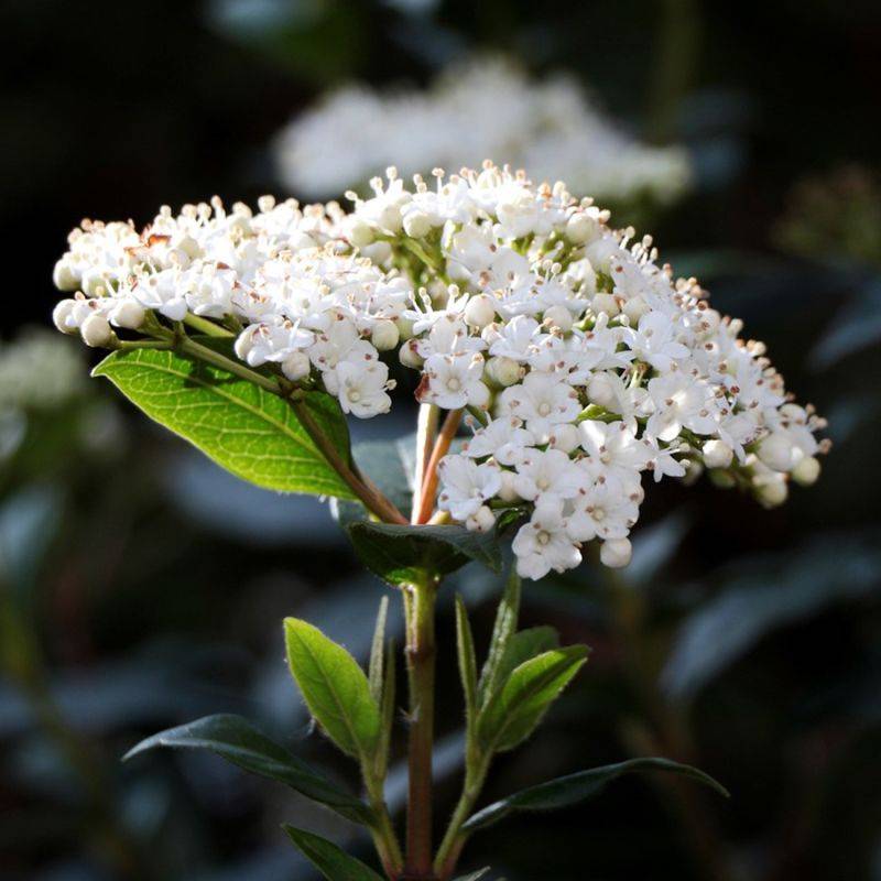 Laurier Tin 'Eve Price' (Viburnum tinus 'Eve Price') - Godet 9cm - Pépinières Naudet