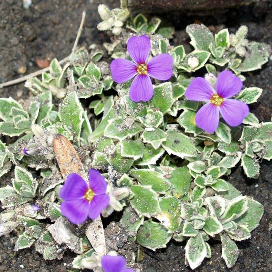 Aubriète Silberrand - Aubrieta Godet de 8/9 cm