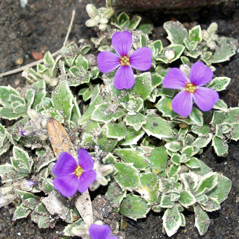 Aubriète Silberrand - Aubrieta Godet de 8/9 cm