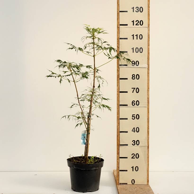 Aesculus Laciniata - Marronnier commun Pot de 7,5L/10L - Image 2
