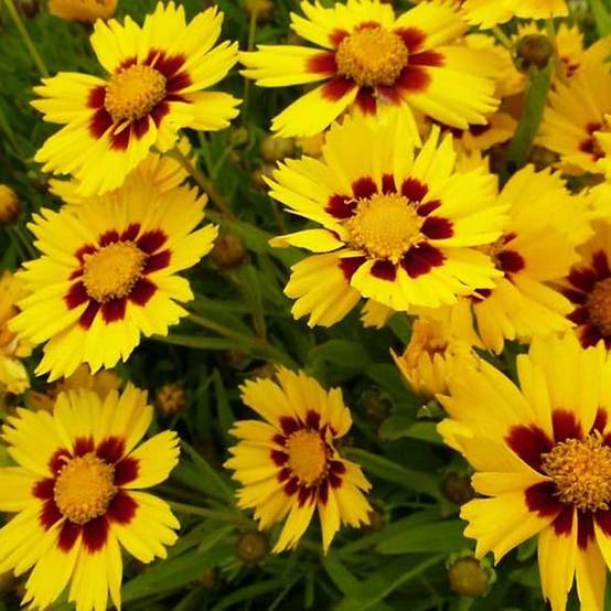 Coreopsis lanceolata Baby Gold Godet de 8/9 cm