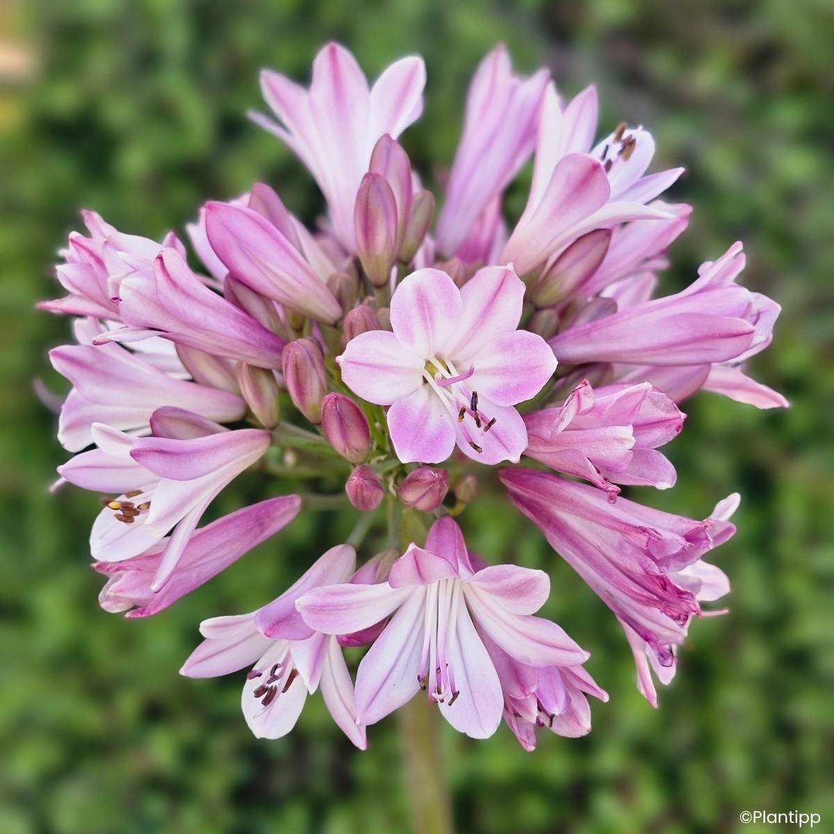 Promesse de Fleurs - Agapanthe hybride Poppin' Pink Pot de 12 cm / 13 cm