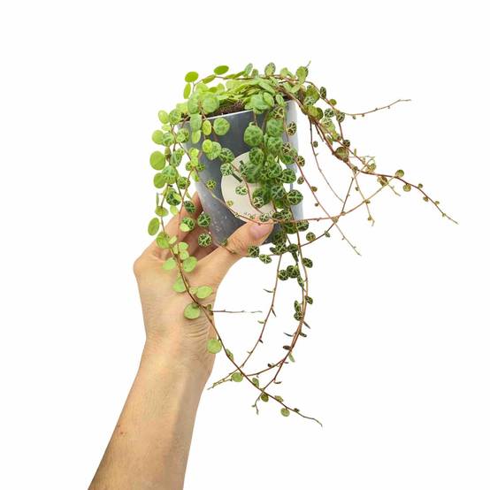 Peperomia Prostrata - Pot de 6cm - Plantes d'intérieur - Image 5