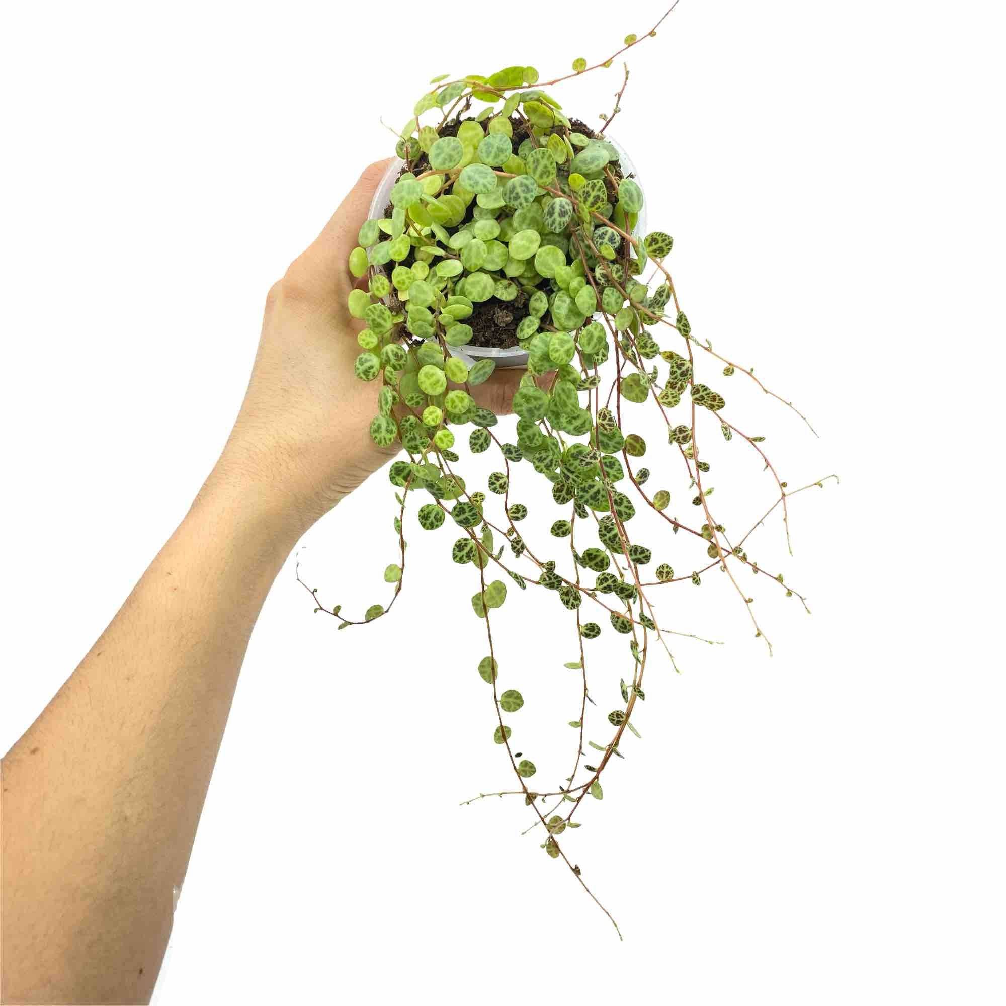 Peperomia Prostrata - Pot de 6cm - Plantes d'intérieur - Image 6