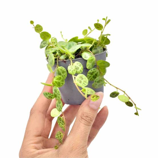 Peperomia Prostrata - Pot de 6cm - Plantes d'intérieur - Image 1