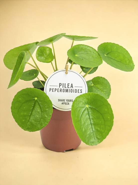 La Green Touch - Pilea Peperomioides - Image 1