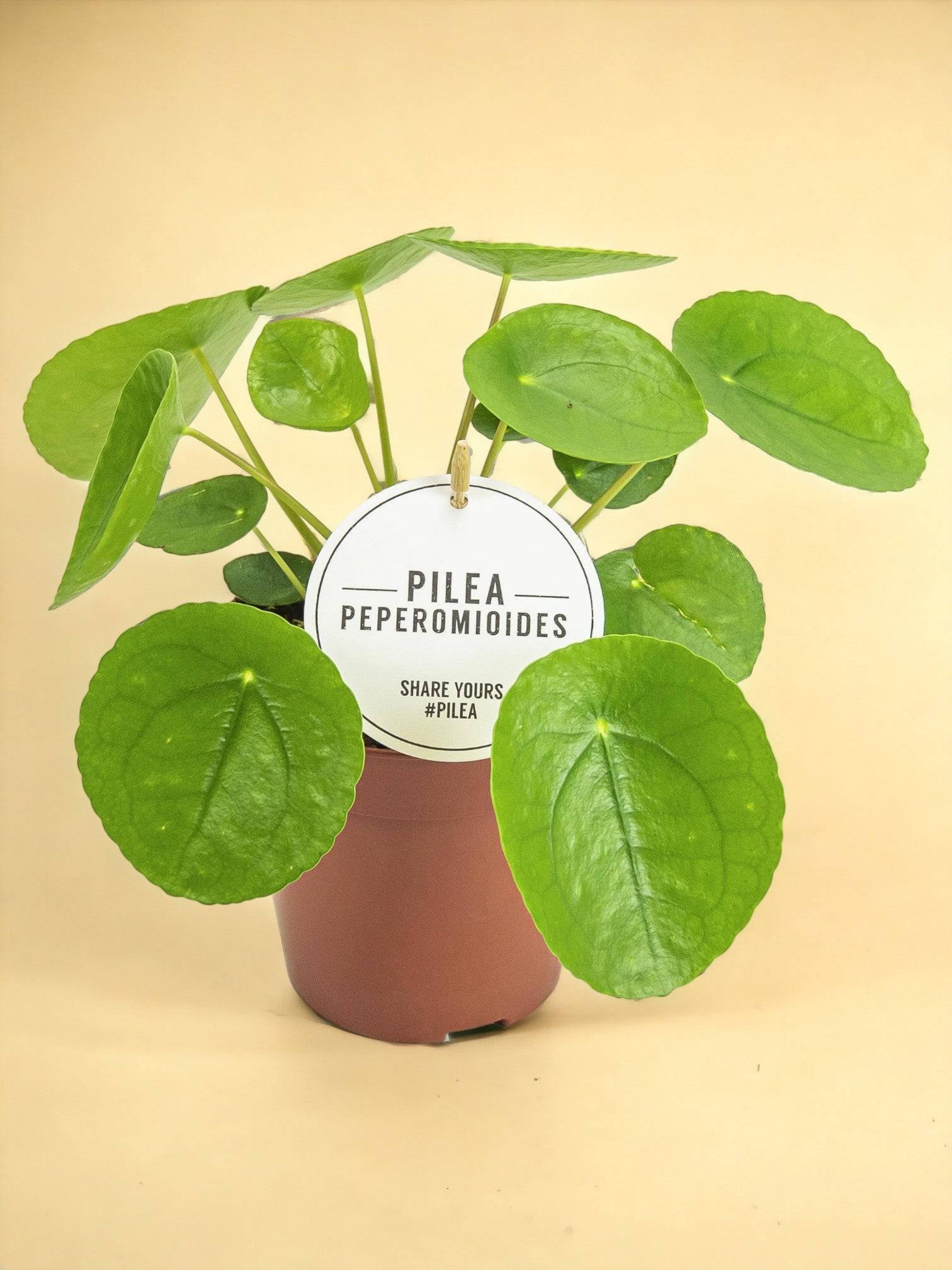 La Green Touch - Pilea Peperomioides - Image 1