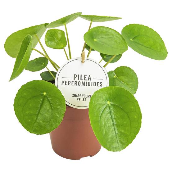 La Green Touch - Pilea Peperomioides - Image 2