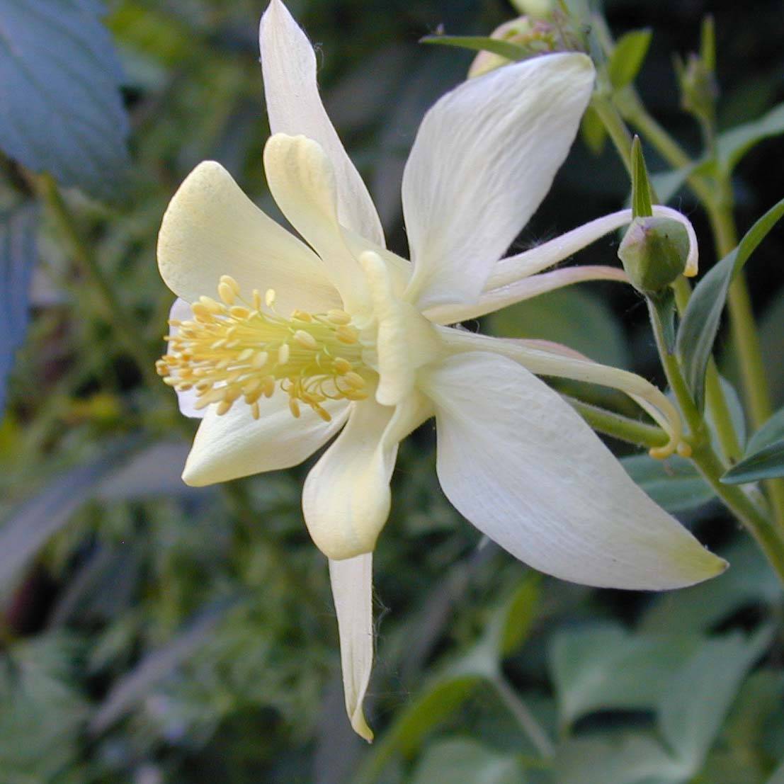 Ancolie blanche, Aquilegia caerulea Snow queen Godet de 8/9 cm