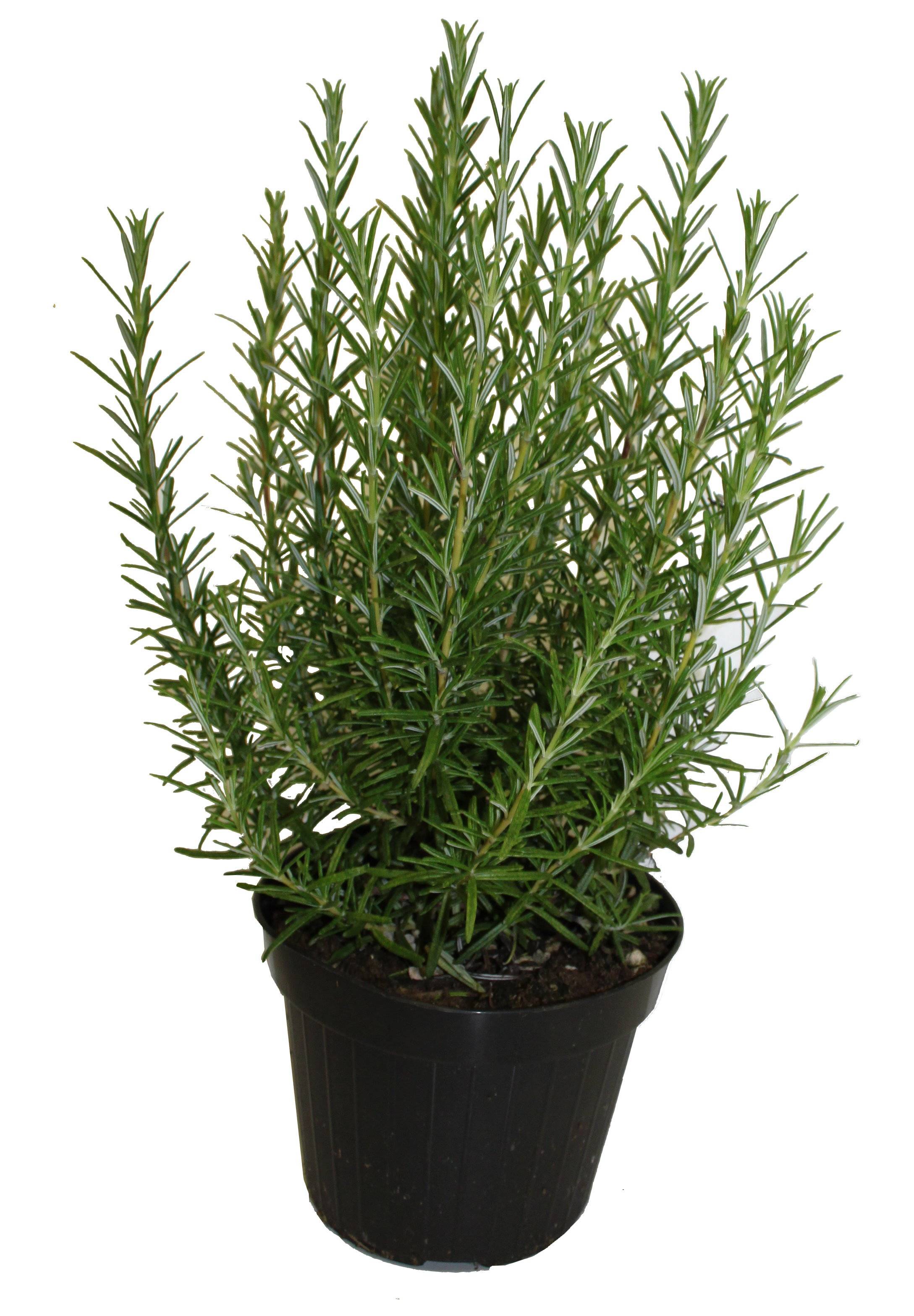 Romarin pot 14 cm - Image 2