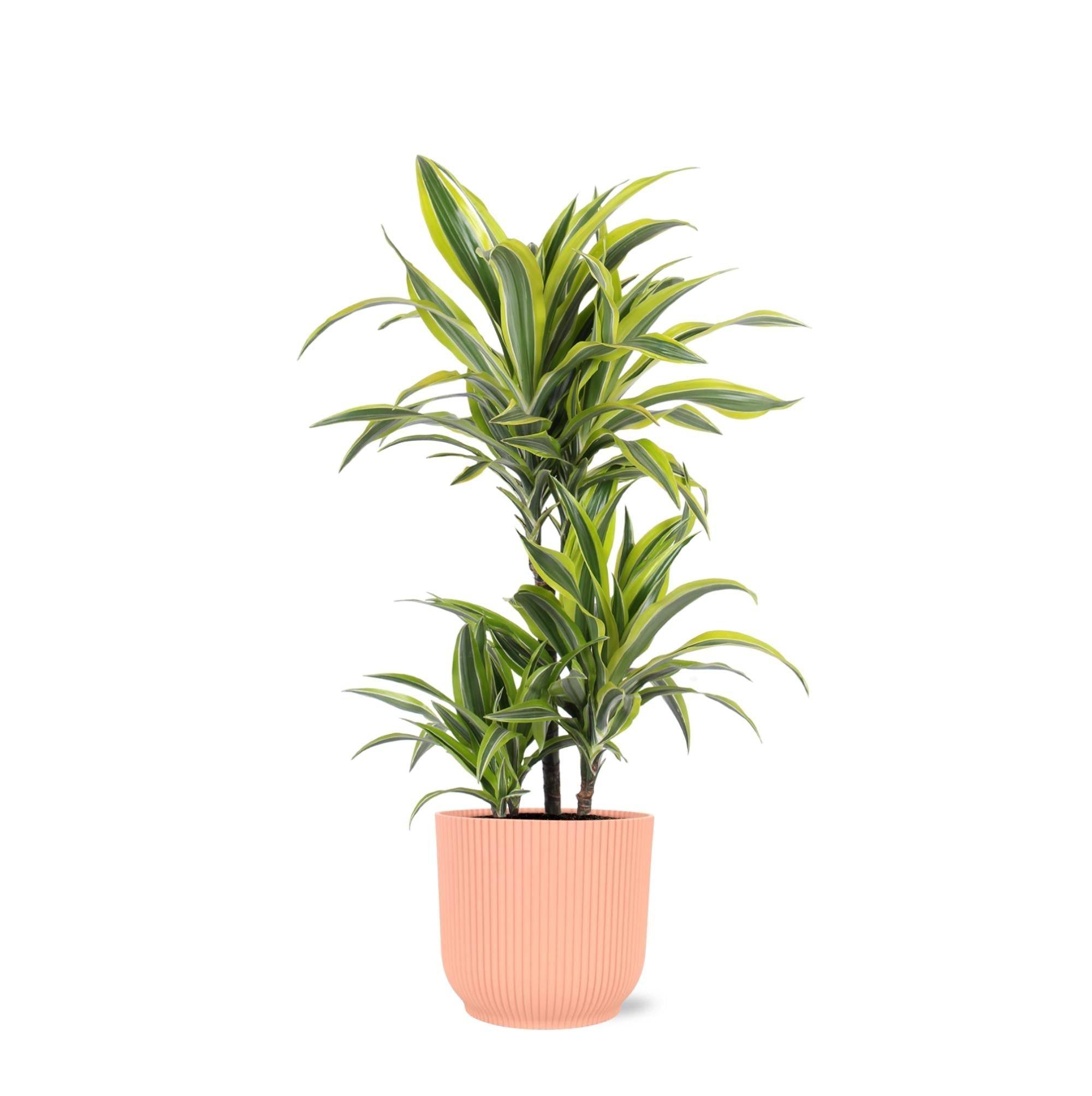 La Green Touch - Dracaena Lemon Lime et son pot- La Green Touch Relief Rose - Hauteur 65cm