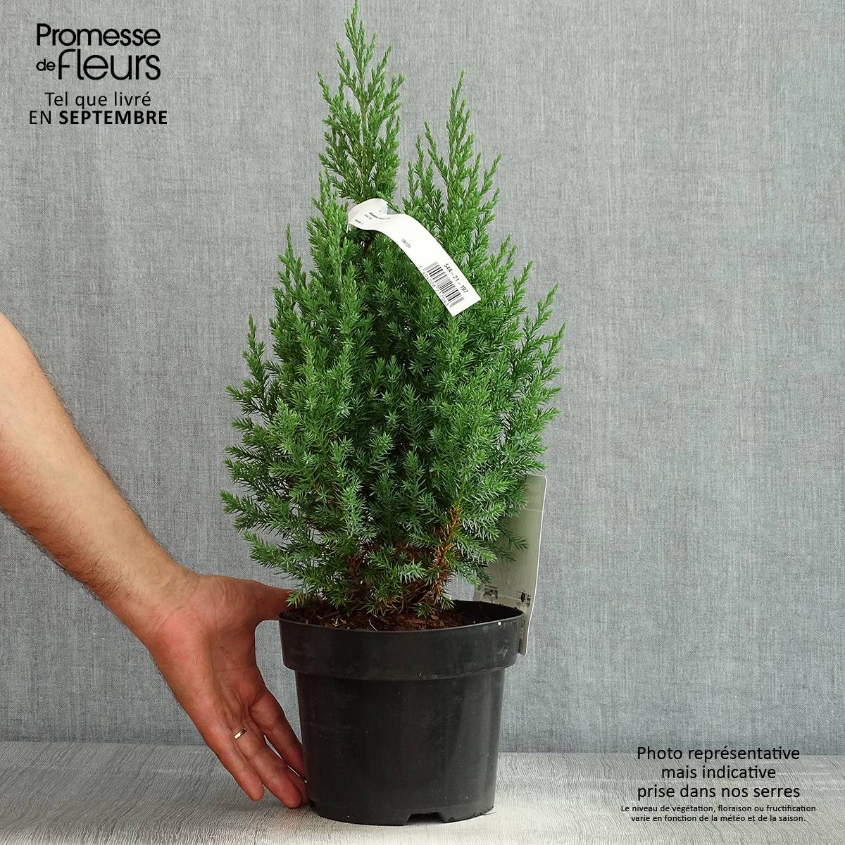 Genévrier de Chine - Juniperus chinensis Stricta Pot de 2L/3L - Image 2