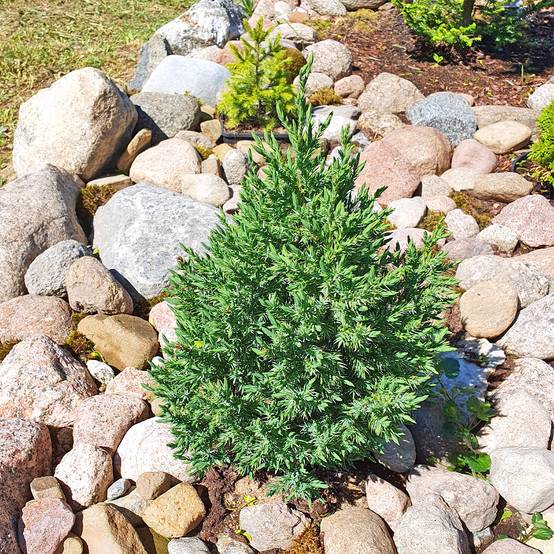 Genévrier de Chine - Juniperus chinensis Stricta Pot de 2L/3L - Image 1