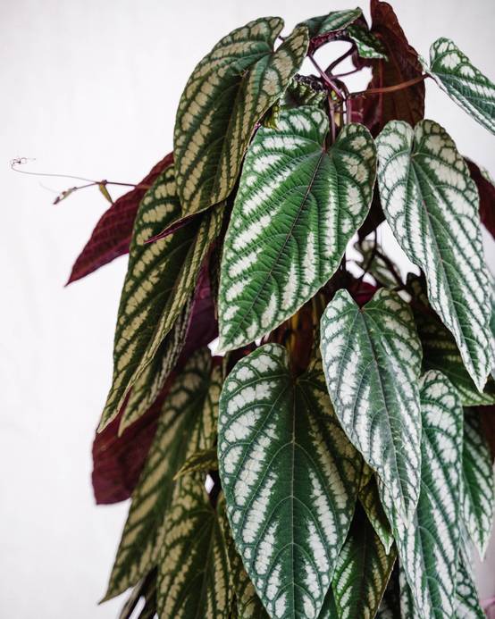 Cissus Discolor Piramide h100cm 100cm - Plante d'intérieur- La Green Touch - Image 3