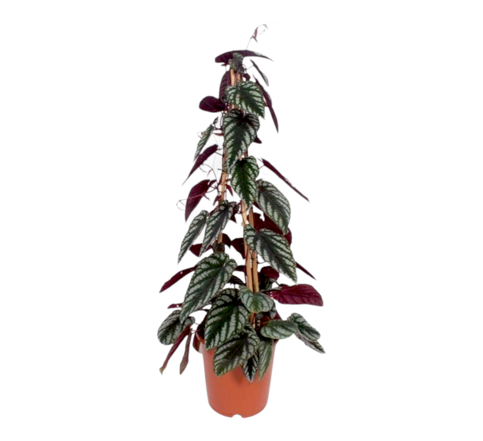Cissus Discolor Piramide h100cm 100cm - Plante d'intérieur- La Green Touch