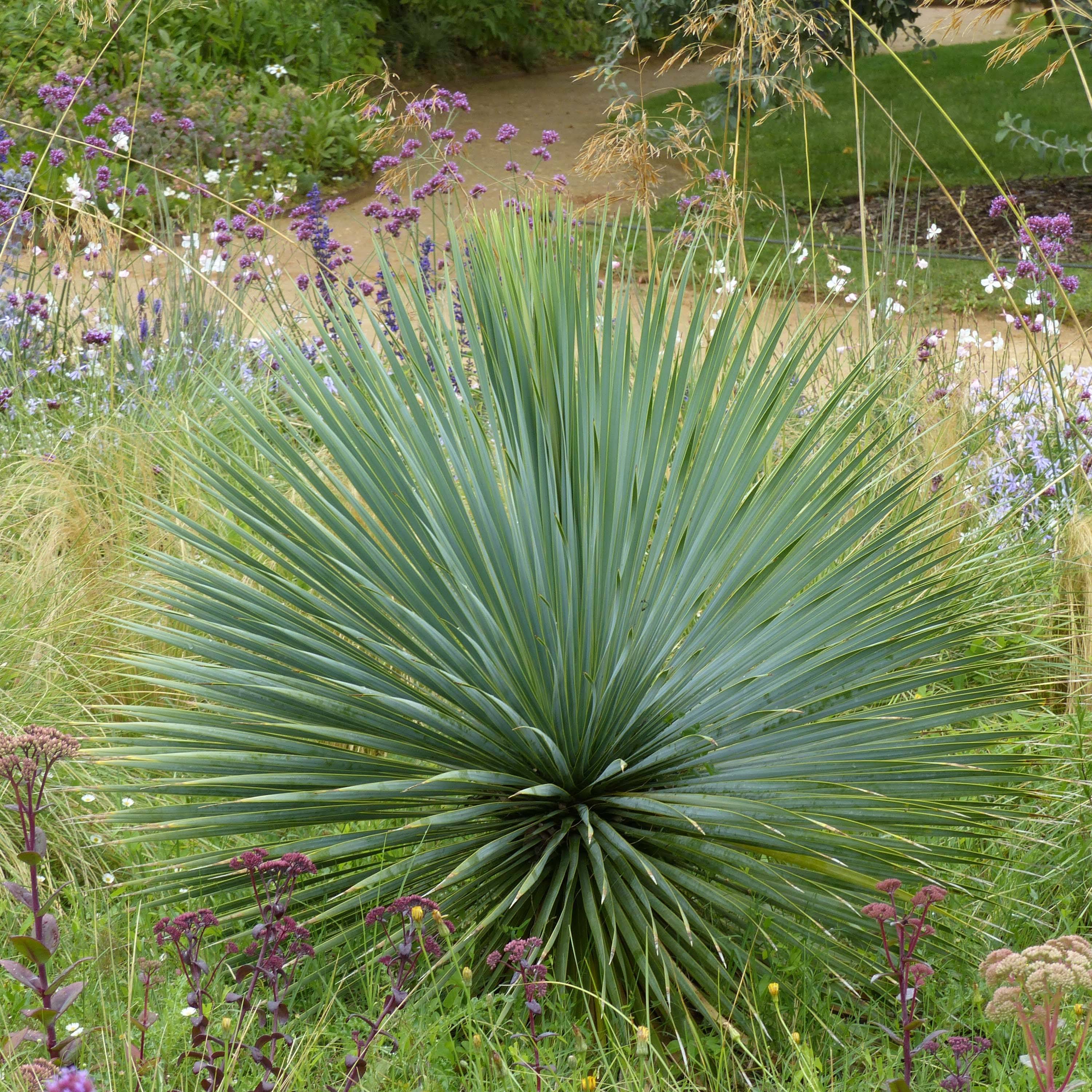 Yucca rostrata Pot de 2L/3L - Image 1