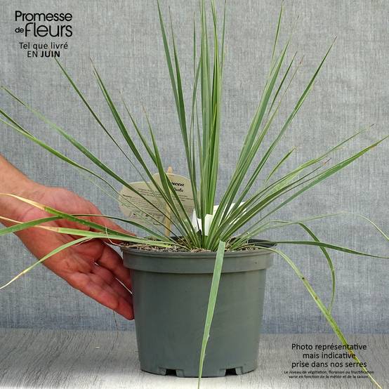 Yucca rostrata Pot de 2L/3L - Image 2