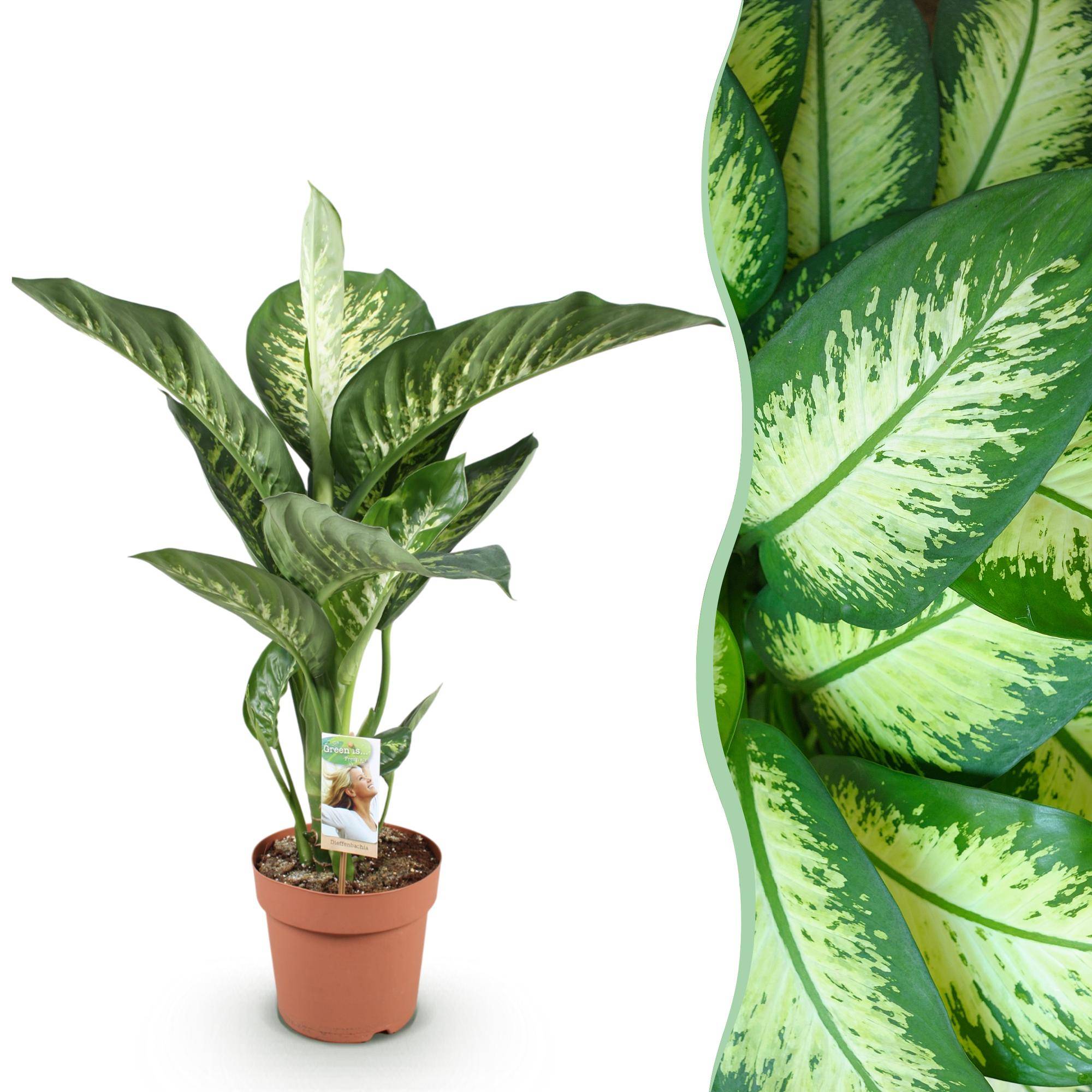Dieffenbachia Tropic Snow - D21 H100cm - Image 3