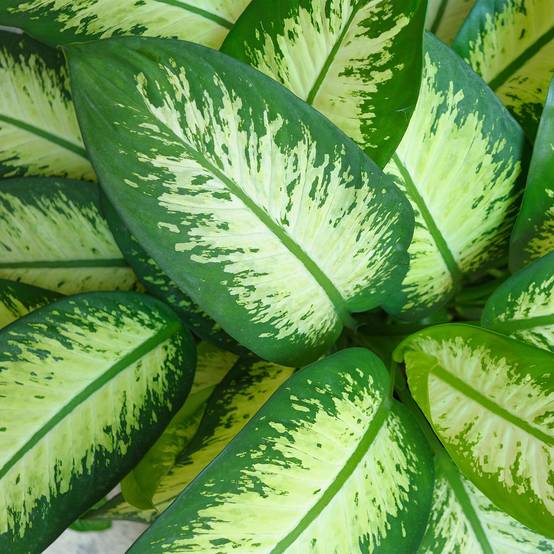 Dieffenbachia Tropic Snow - D21 H100cm - Image 5