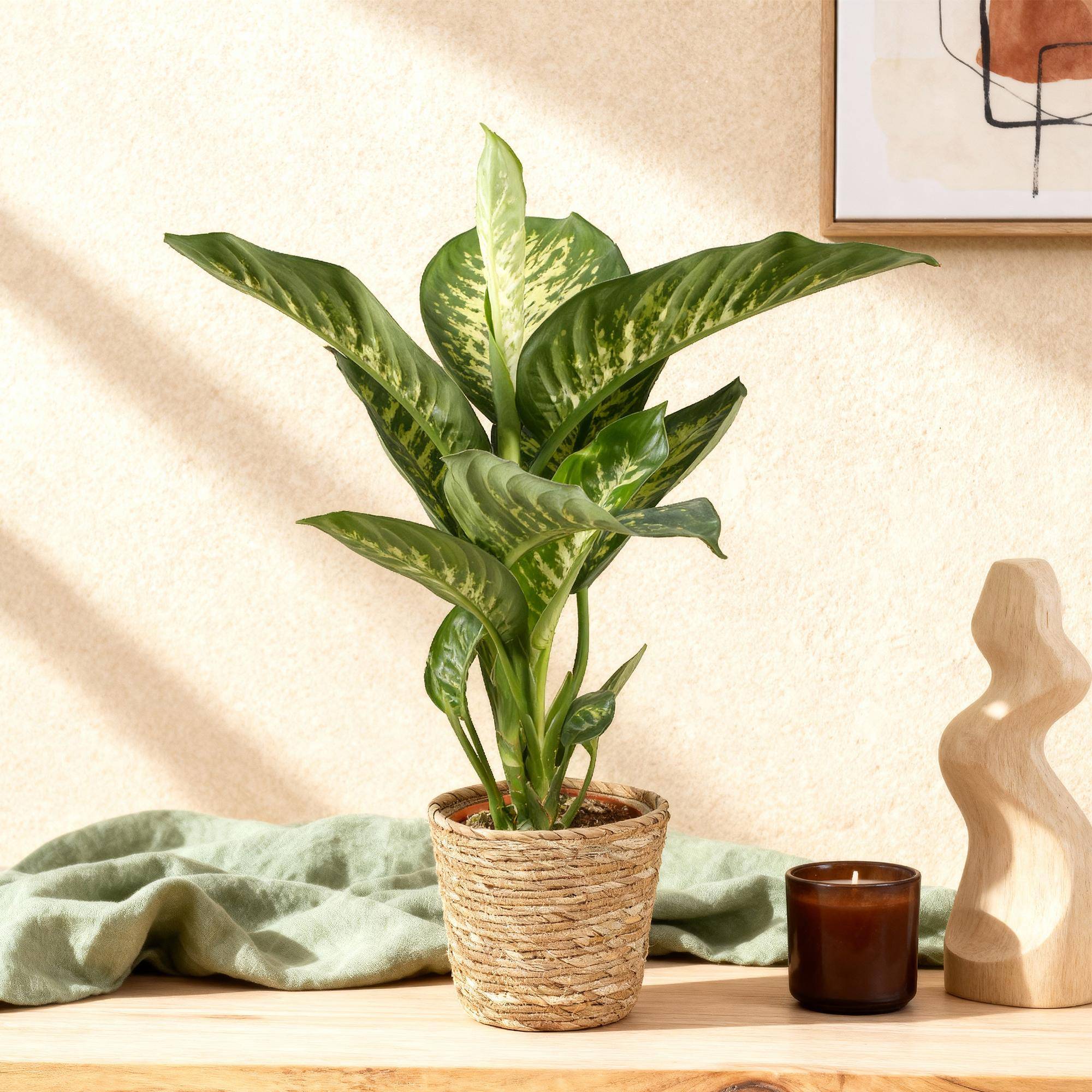 Dieffenbachia Tropic Snow - D21 H100cm - Image 1