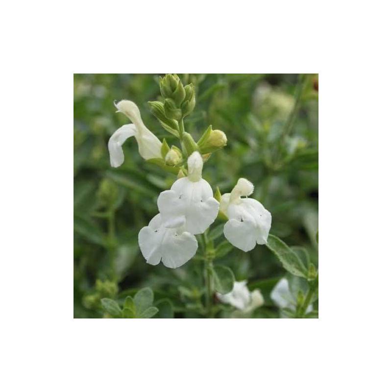 Sauge blanche à fleurs Blanche - feuillage Caduc - Godet - 5/20 cm-  hauteur à maturité De 0,15 m à 0,50 m - Image 1