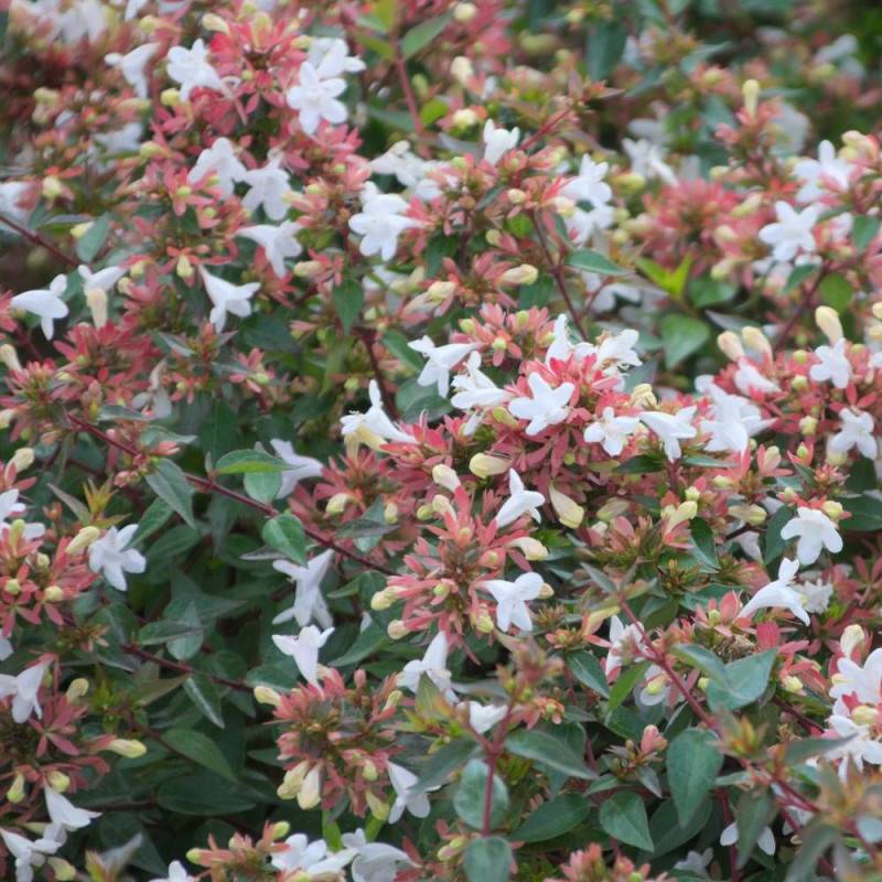 Abelia Sherwood, Abélia à grandes fleurs à fleurs Rose/Blanche - feuillage Persistant - Pot de 10L - 80/120 cm - Image 1