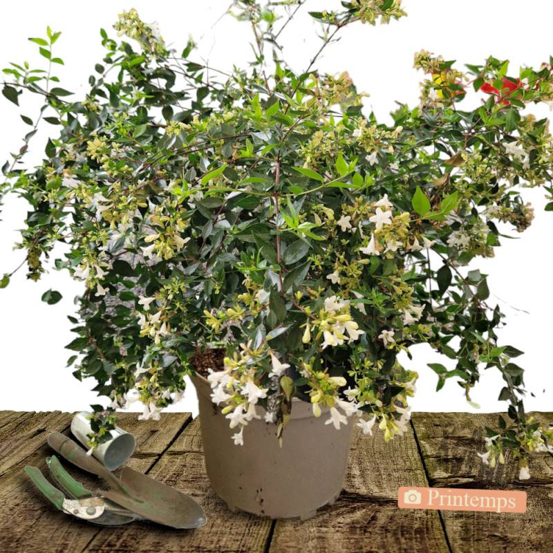 Abelia Sherwood, Abélia à grandes fleurs à fleurs Rose/Blanche - feuillage Persistant - Pot de 10L - 80/120 cm - Image 5