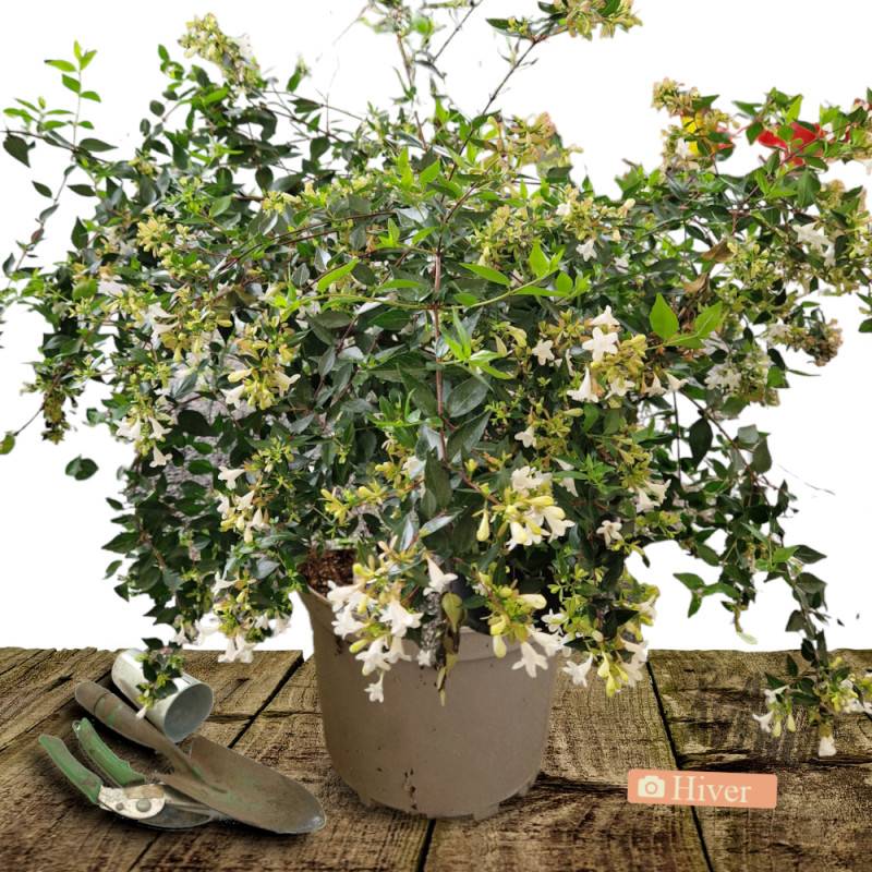 Abelia Sherwood, Abélia à grandes fleurs à fleurs Rose/Blanche - feuillage Persistant - Pot de 10L - 80/120 cm - Image 4