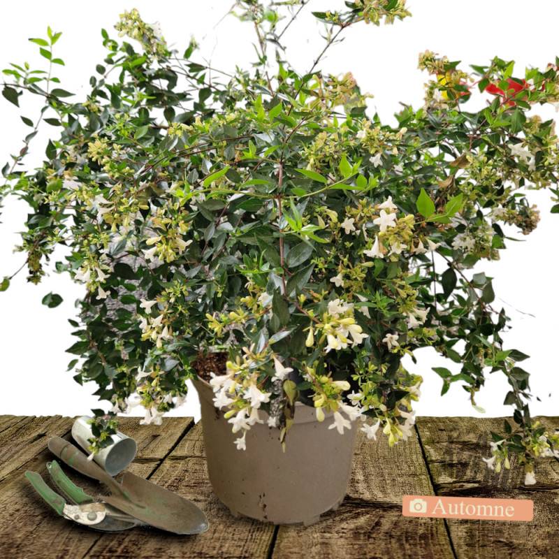 Abelia Sherwood, Abélia à grandes fleurs à fleurs Rose/Blanche - feuillage Persistant - Pot de 10L - 80/120 cm - Image 2