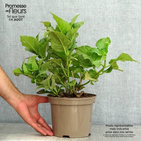 Promesse de Fleurs - Hortensia macrophylla Teller Blue Pot de 2L/3L - Image 2