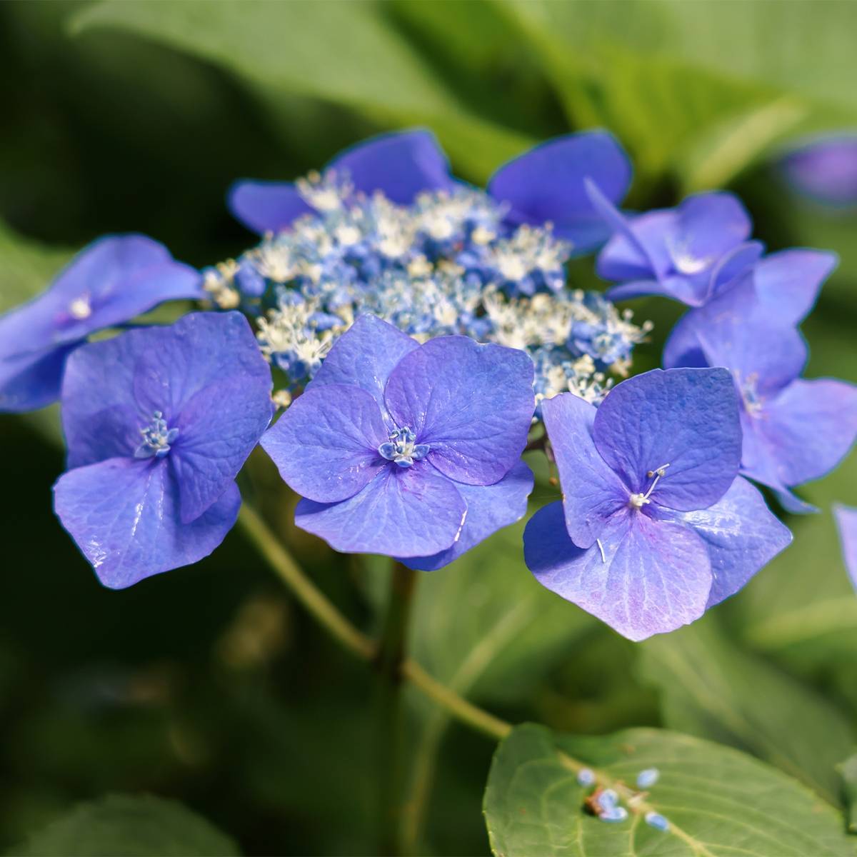 Promesse de Fleurs - Hortensia macrophylla Teller Blue Pot de 2L/3L - Image 1