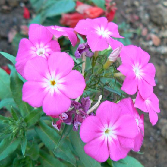 Promesse de Fleurs - Phlox paniculata Laura Godet de 8/9 cm