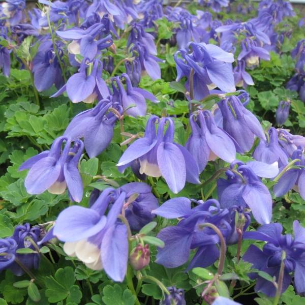 Ancolie naine - Aquilegia flabellata Ministar Godet de 8/9 cm