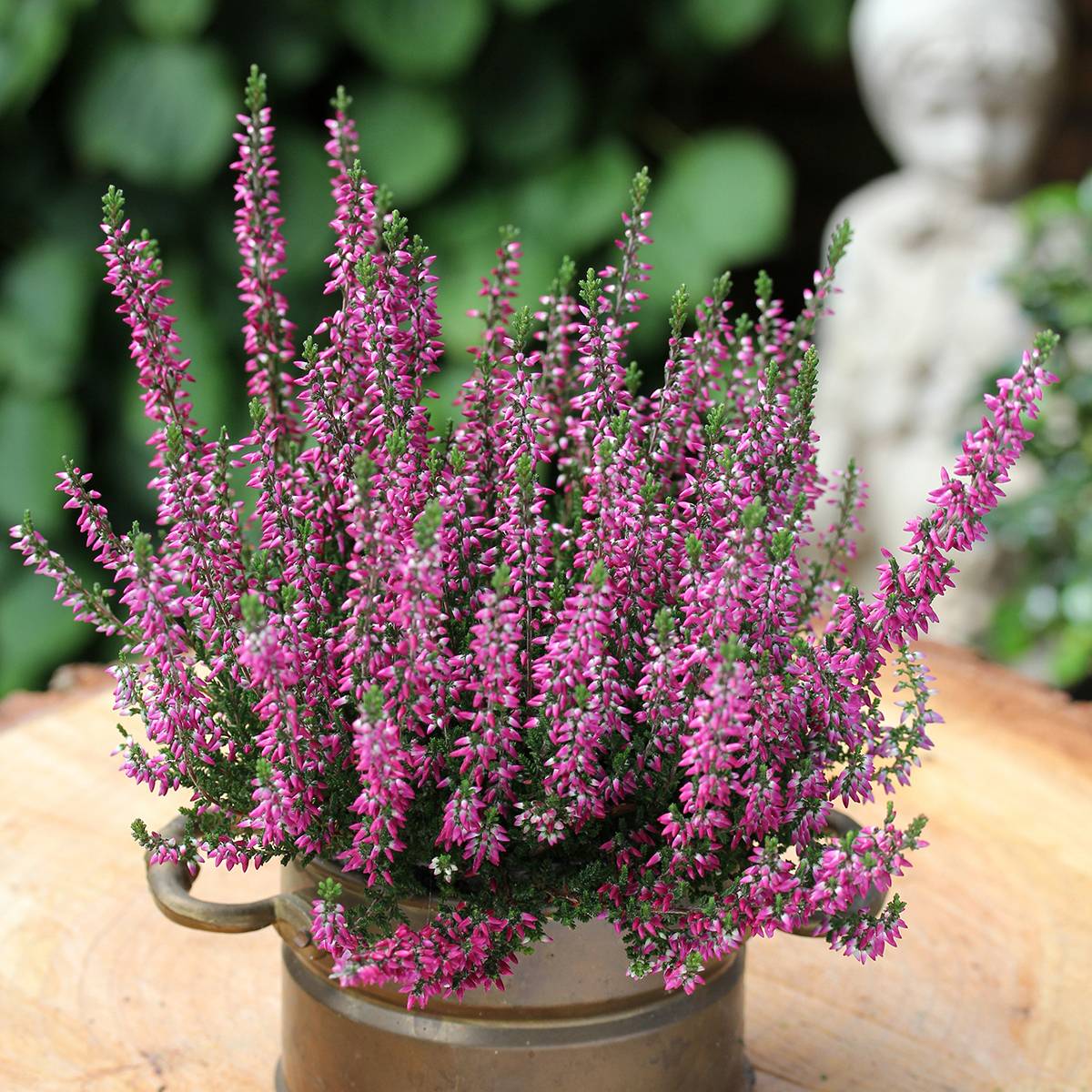 Bruyère d'été - Calluna Garden Girls Lilli Pot de 1L/1,5L