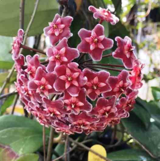 Sans Marque - Hoya carnosa (fleurs rouges) (Fleur de porcelaine, fleur de cire) Couleur floraison:Rouge - Taille:Pot de 2 litres - 20/40 cm