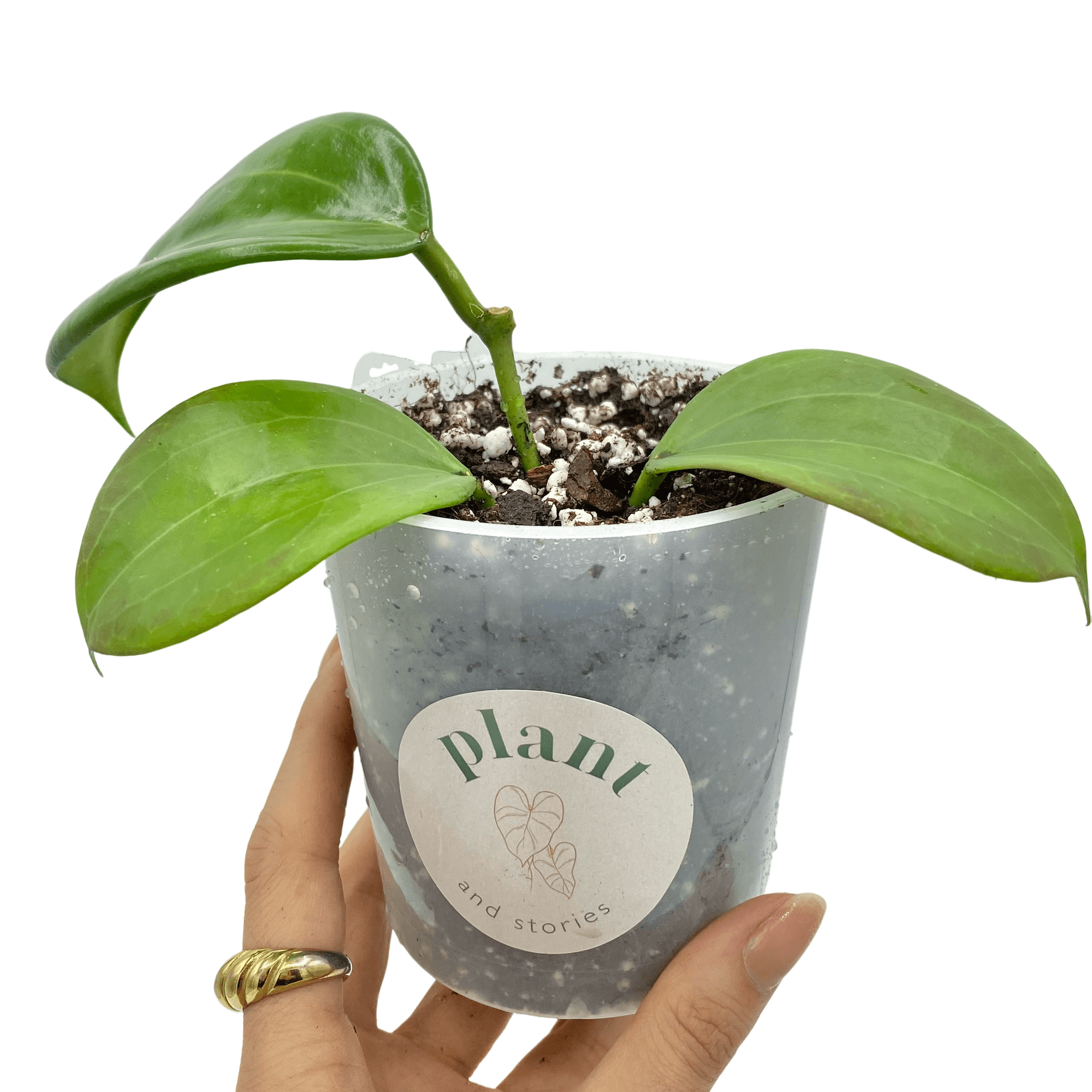 Hoya Quinquenervia - Pot de 9cm - Plantes d'intérieur - Image 1