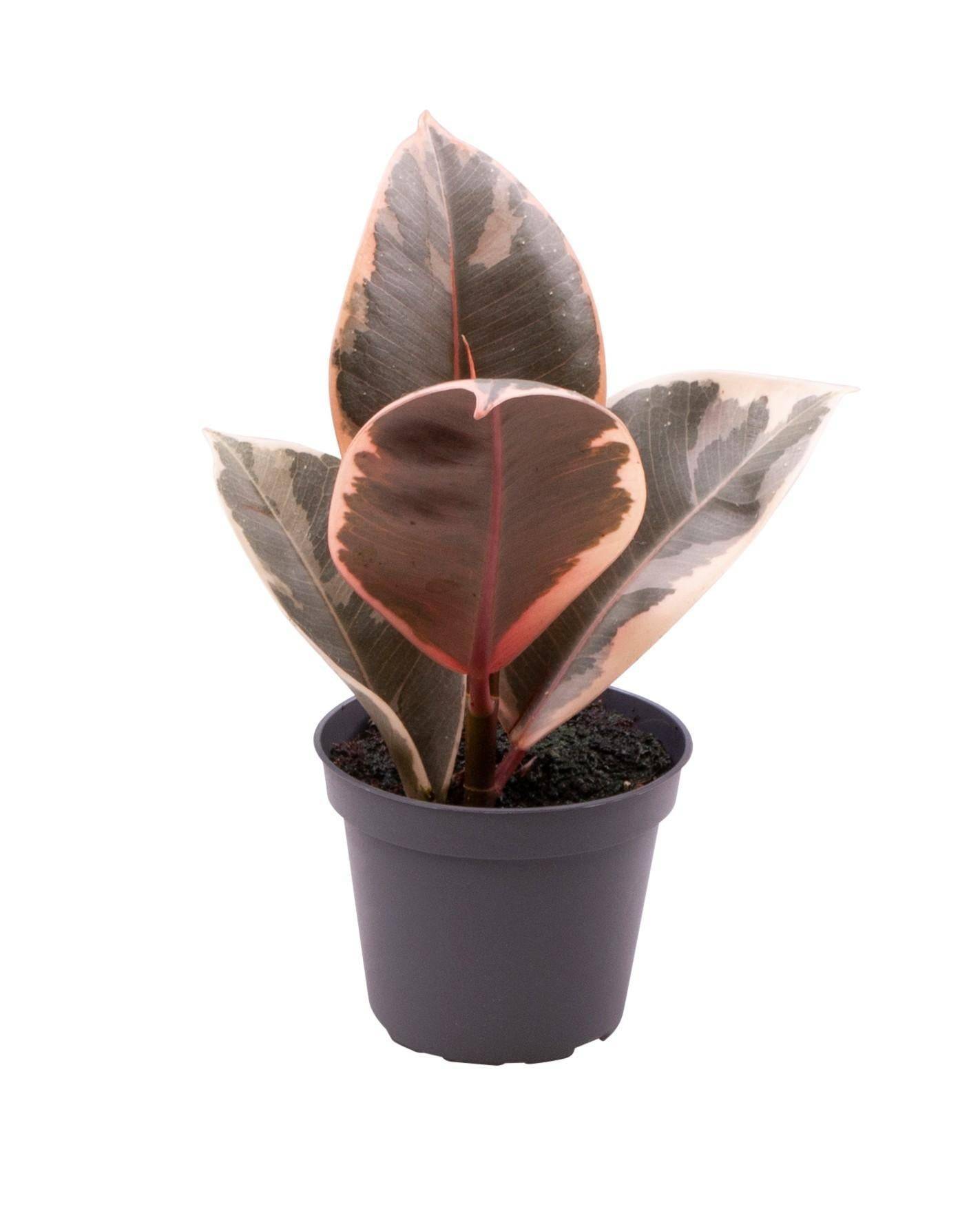 La Green Touch - Mini Ficus Tineke 15cm - D6 H15cm - Image 2