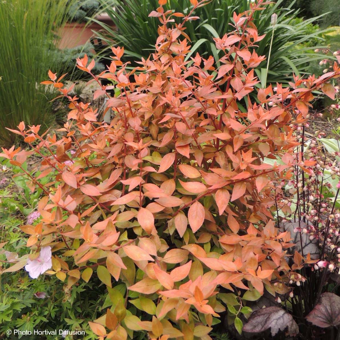 Promesse de Fleurs - Abelia grandiflora Caramel Charm - Abélia à grandes fleurs Pot de 3L/4L