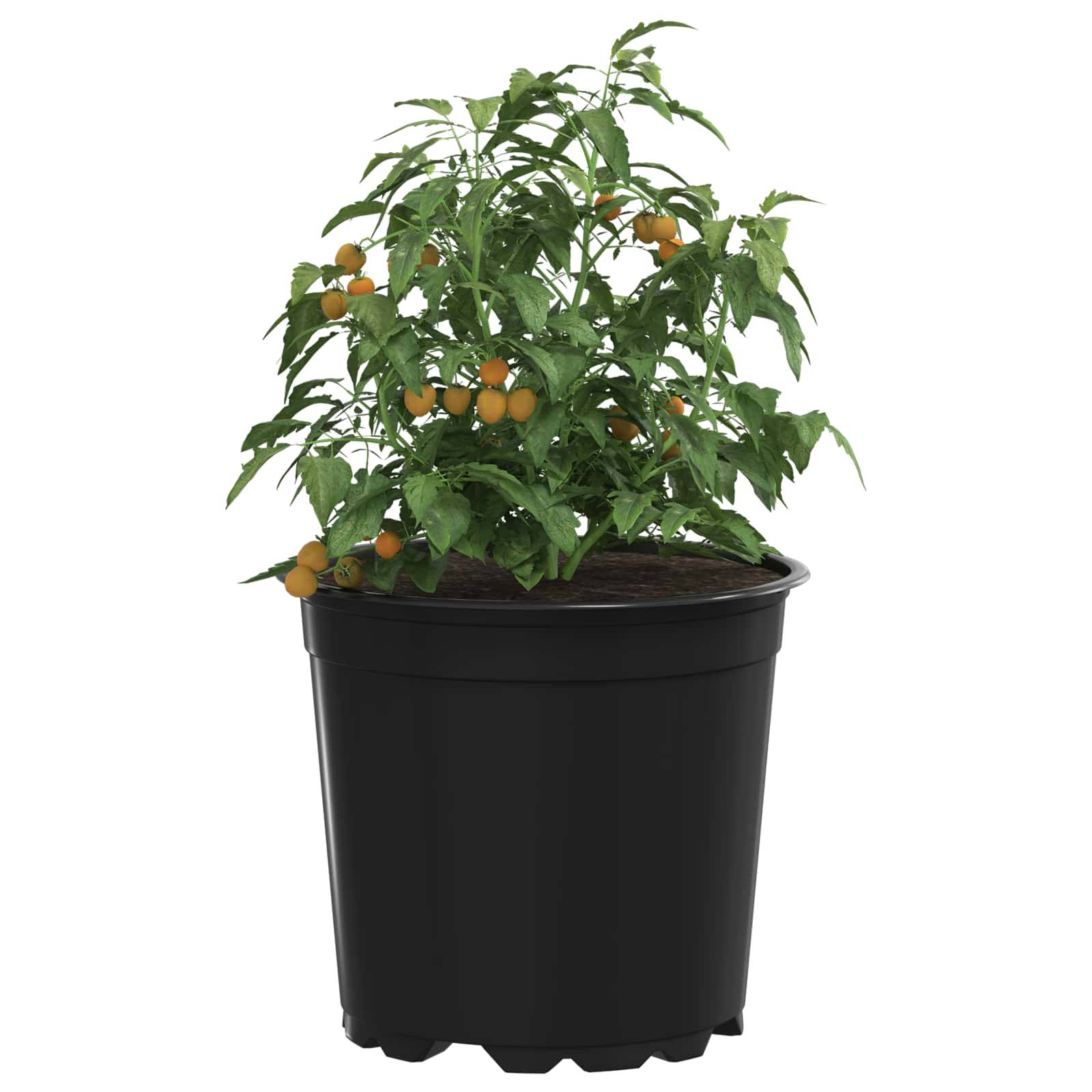 Lot de 50 Pots de Fleurs Modernes Plastique pour Jardin avec Drainage 15x13 cm Noir - ComfortXL Outdoor Living - Image 3