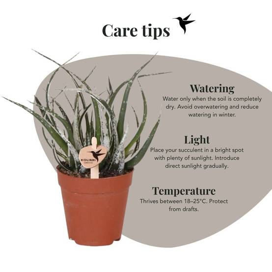 Succulente Aloë Maidu - Ø9cm - ↕23cm - Plantes d'intérieur - Image 2