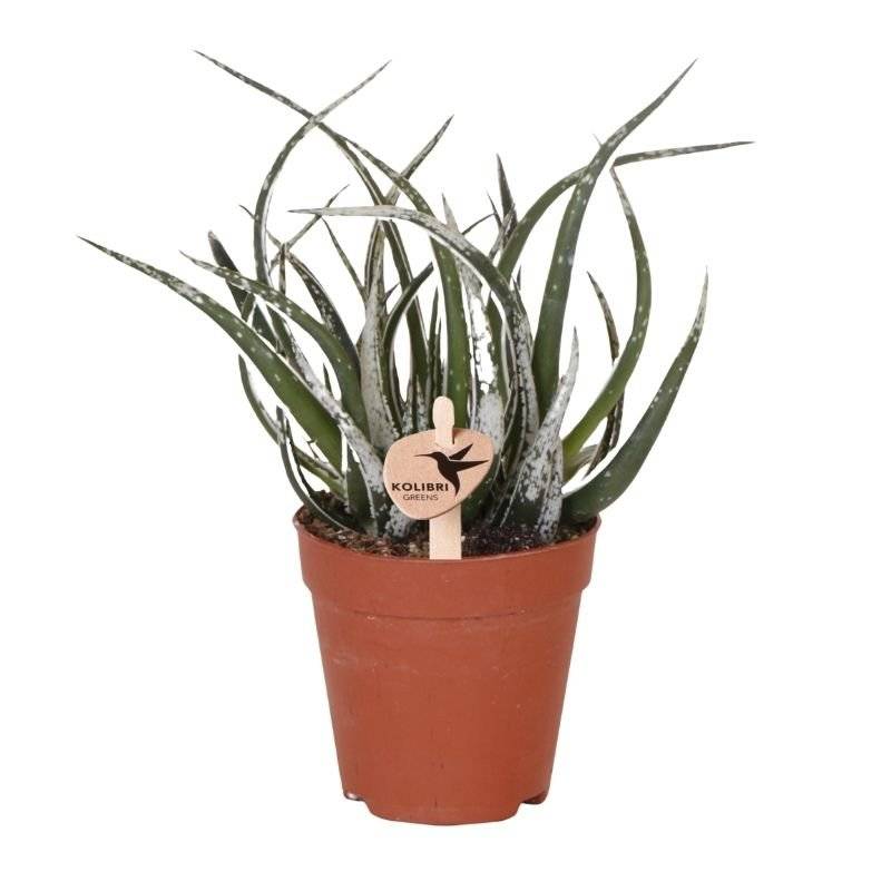 Succulente Aloë Maidu - Ø9cm - ↕23cm - Plantes d'intérieur - Image 1